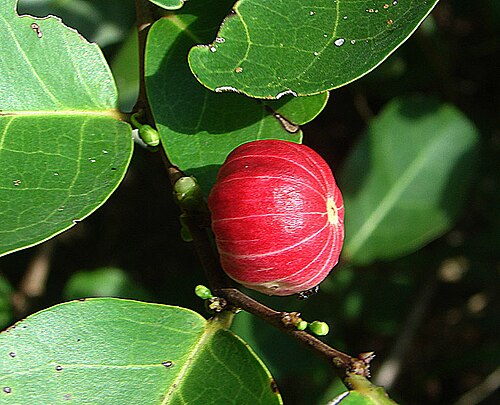 Monkey apple: Found on coasts from India to Indonesia. Photo from near Kota Kinabalu, Borneo. Known as Jambu Kerah and said to be edible with caution.