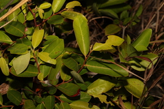 Glochidion lobocarpum (Glochidion lobocarpum)