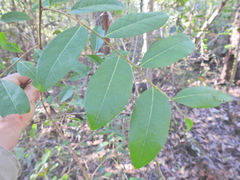 Glochidion lobocarpum (Glochidion lobocarpum)