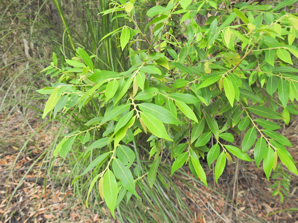 Glochidion lobocarpum (Glochidion lobocarpum)