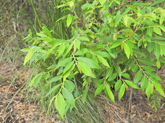 Glochidion lobocarpum (Glochidion lobocarpum)