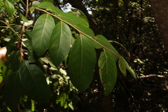 Glochidion lobocarpum (Glochidion lobocarpum)
