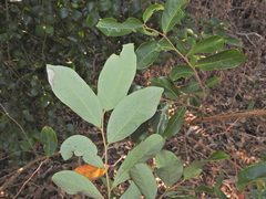 Glochidion lobocarpum (Glochidion lobocarpum)