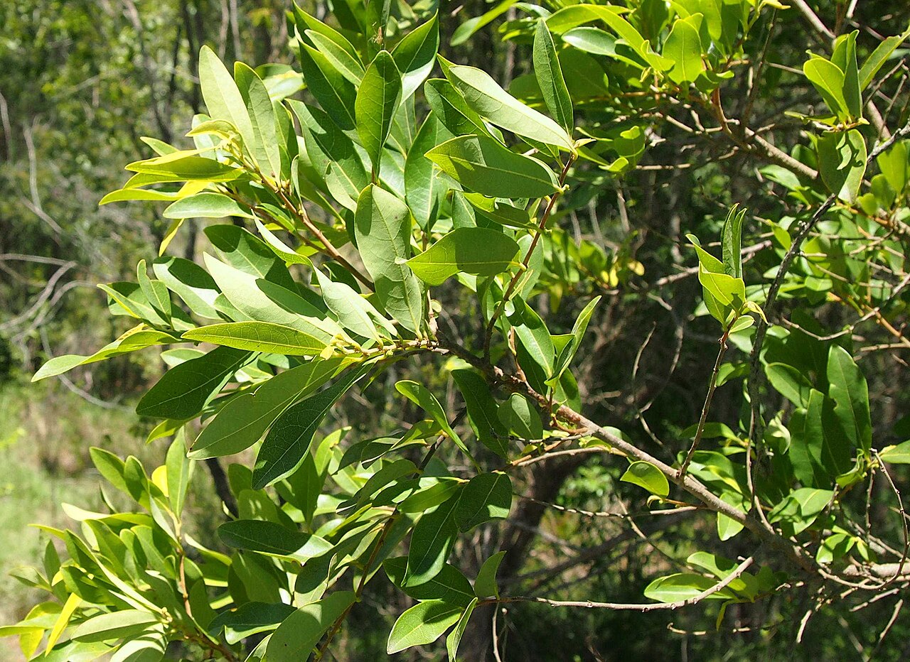Glochidion lobocarpum: Glochidion lobocarpum foliage