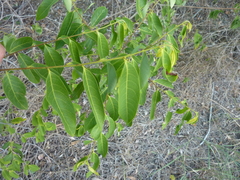 Glochidion lobocarpum (Glochidion lobocarpum)