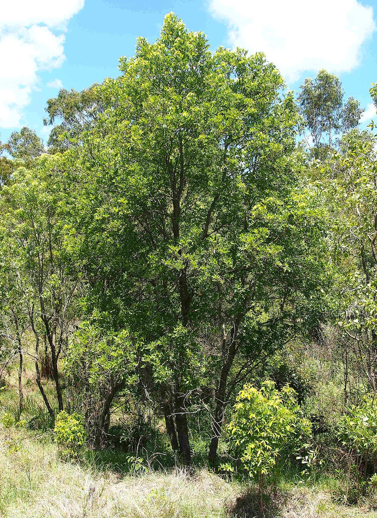 Glochidion lobocarpum: Glochidion lobocarpum habit