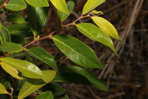 Glochidion lobocarpum (Glochidion lobocarpum)