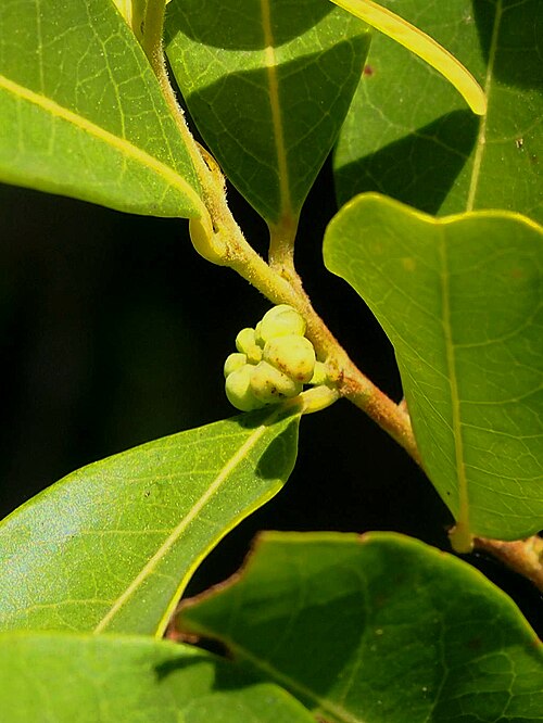 Glochidion lobocarpum: Glochidion lobocarpum unripe fruit