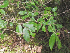 Glochidion lobocarpum (Glochidion lobocarpum)