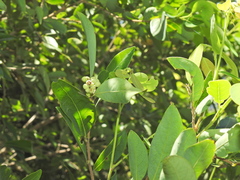 Glochidion lobocarpum (Glochidion lobocarpum)