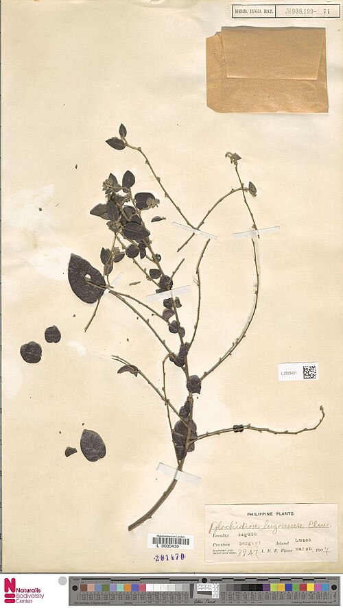 Glochidion luzonense: Glochidion luzonense Elmer (type of) - Glochidion luzonense Elmer