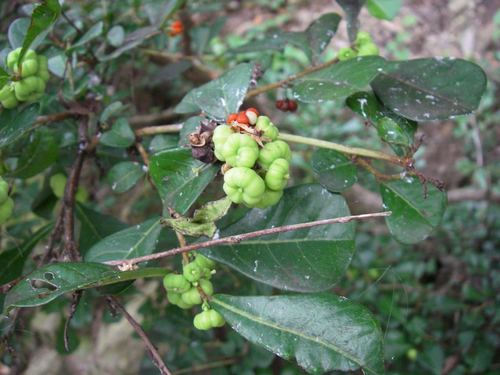 Glochidion obovatum (Glochidion obovatum)