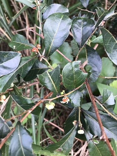 Glochidion obovatum (Glochidion obovatum)