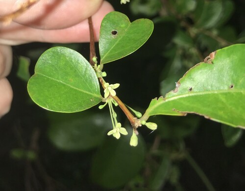 Glochidion obovatum (Glochidion obovatum)