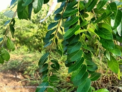 Glochidion obscurum (Glochidion obscurum)