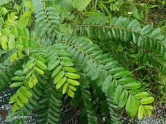 Glochidion obscurum (Glochidion obscurum)