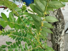 Glochidion obscurum (Glochidion obscurum)
