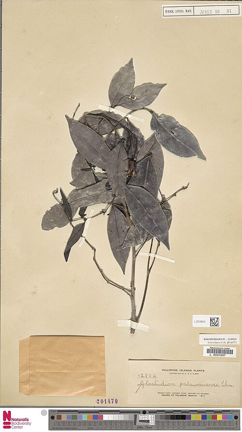 Glochidion palawanense: Glochidion palawanense Elmer (type of) - Glochidion palawanense Elmer
