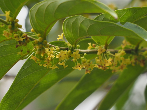 Buttonwood (Glochidion philippicum)