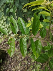 Buttonwood (Glochidion philippicum)