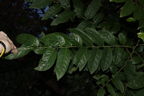 Buttonwood (Glochidion philippicum)