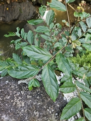 Buttonwood (Glochidion philippicum)