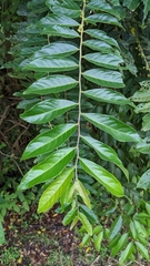 Buttonwood (Glochidion philippicum)