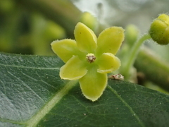 Buttonwood (Glochidion philippicum)