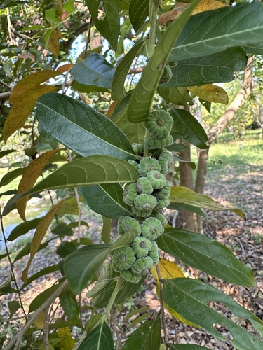 Buttonwood (Glochidion philippicum)