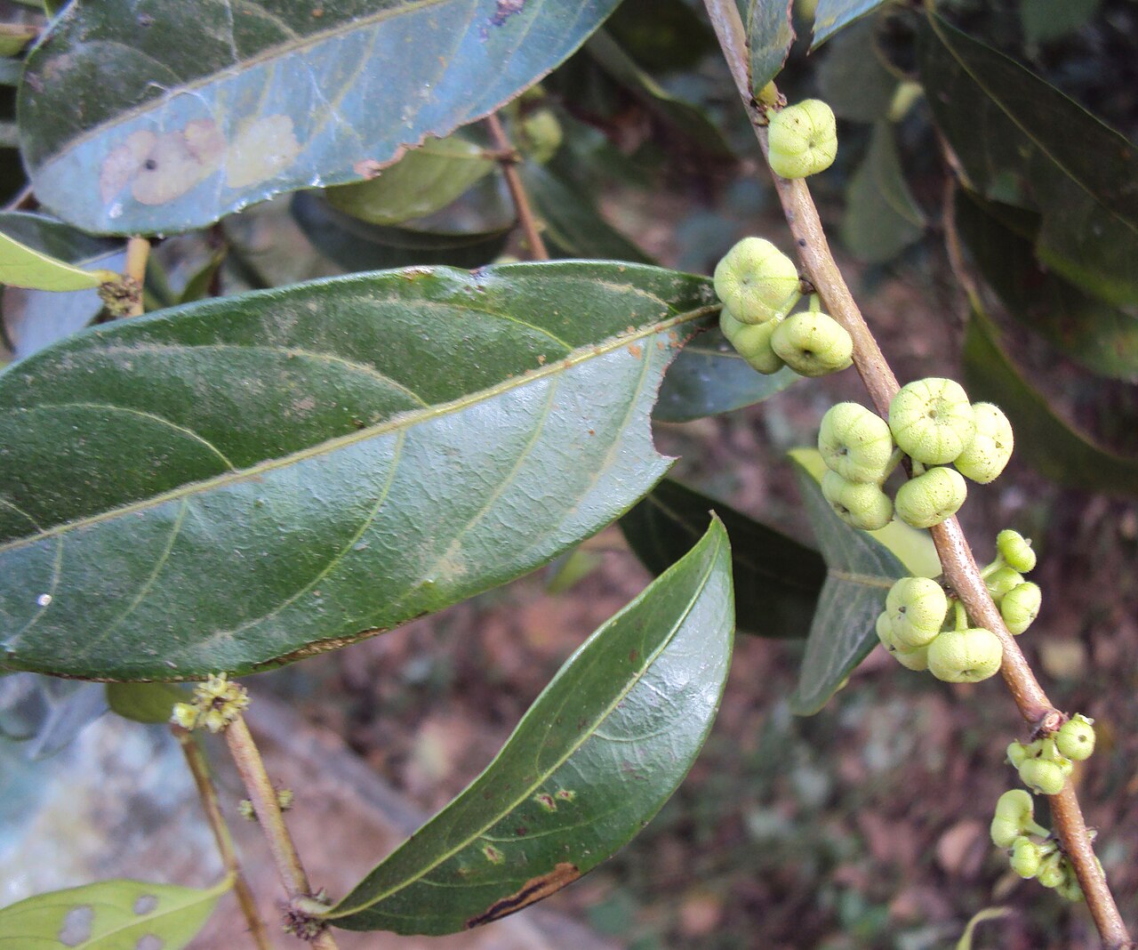Needlebush: Glochidion puberum