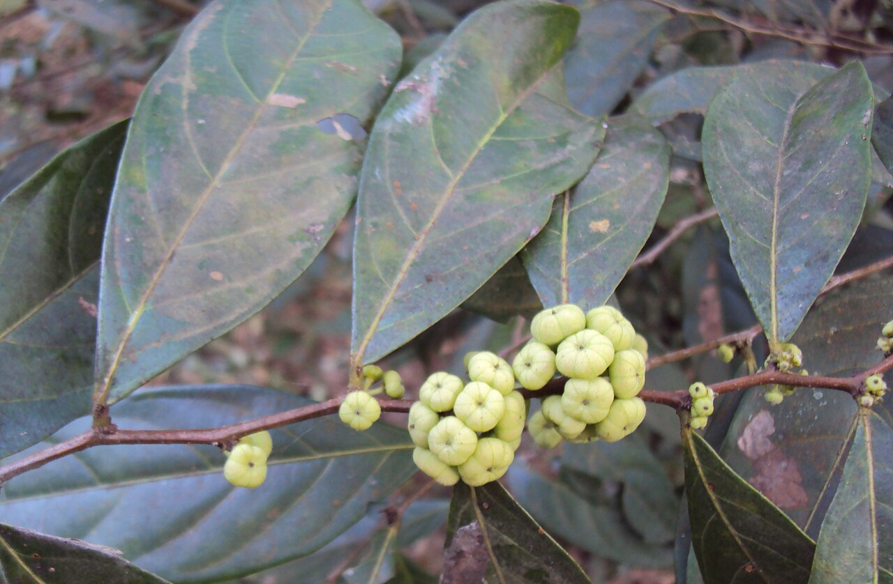 Needlebush: Glochidion puberum