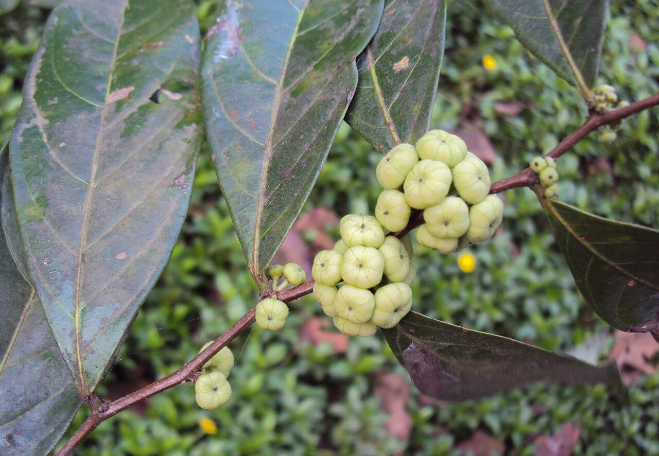 Needlebush: Glochidion puberum