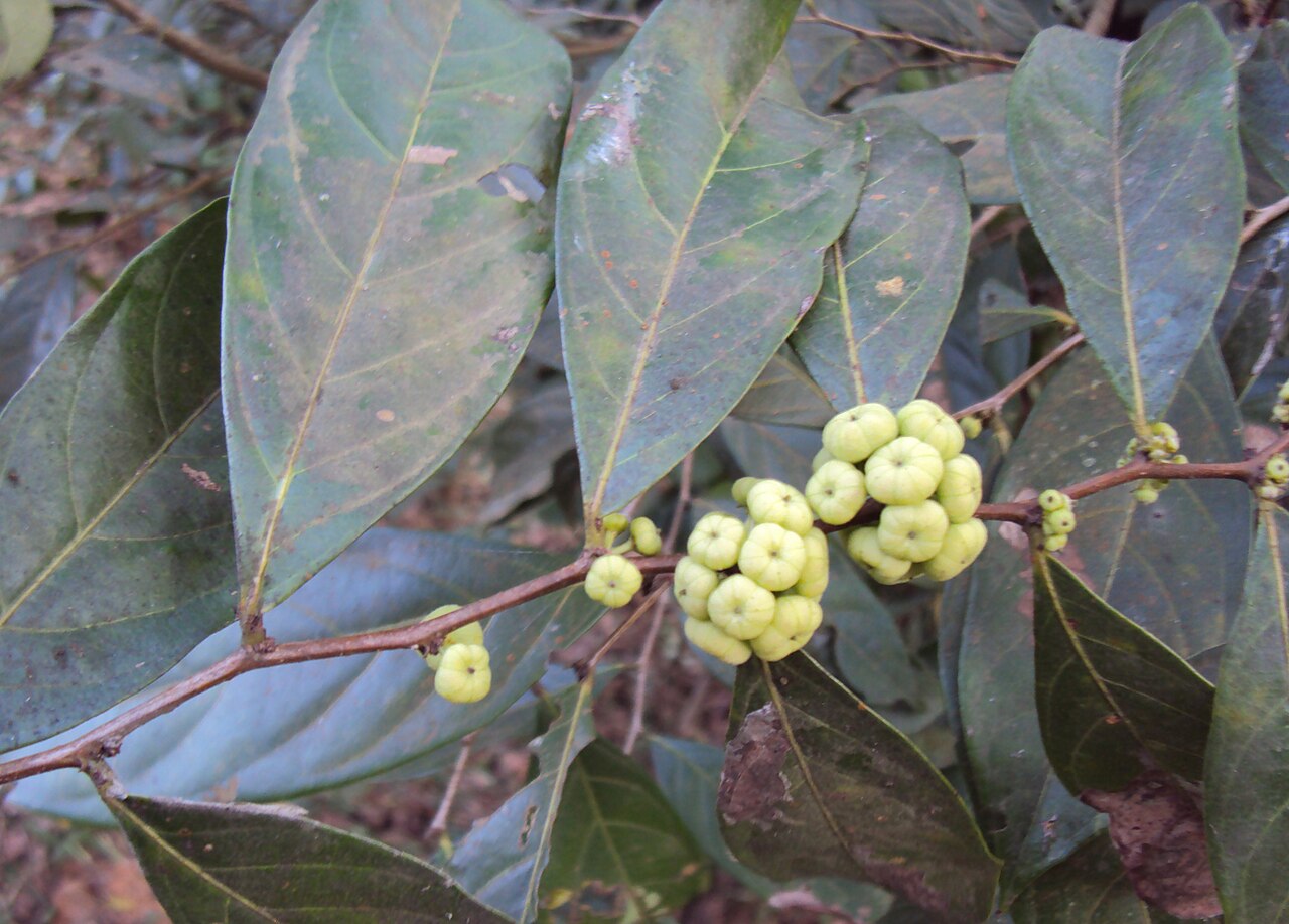 Needlebush: Glochidion puberum