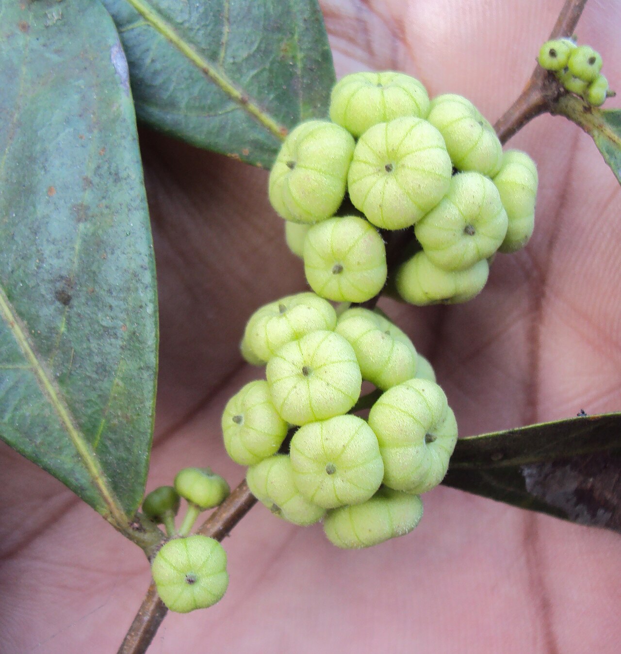 Needlebush: Glochidion puberum