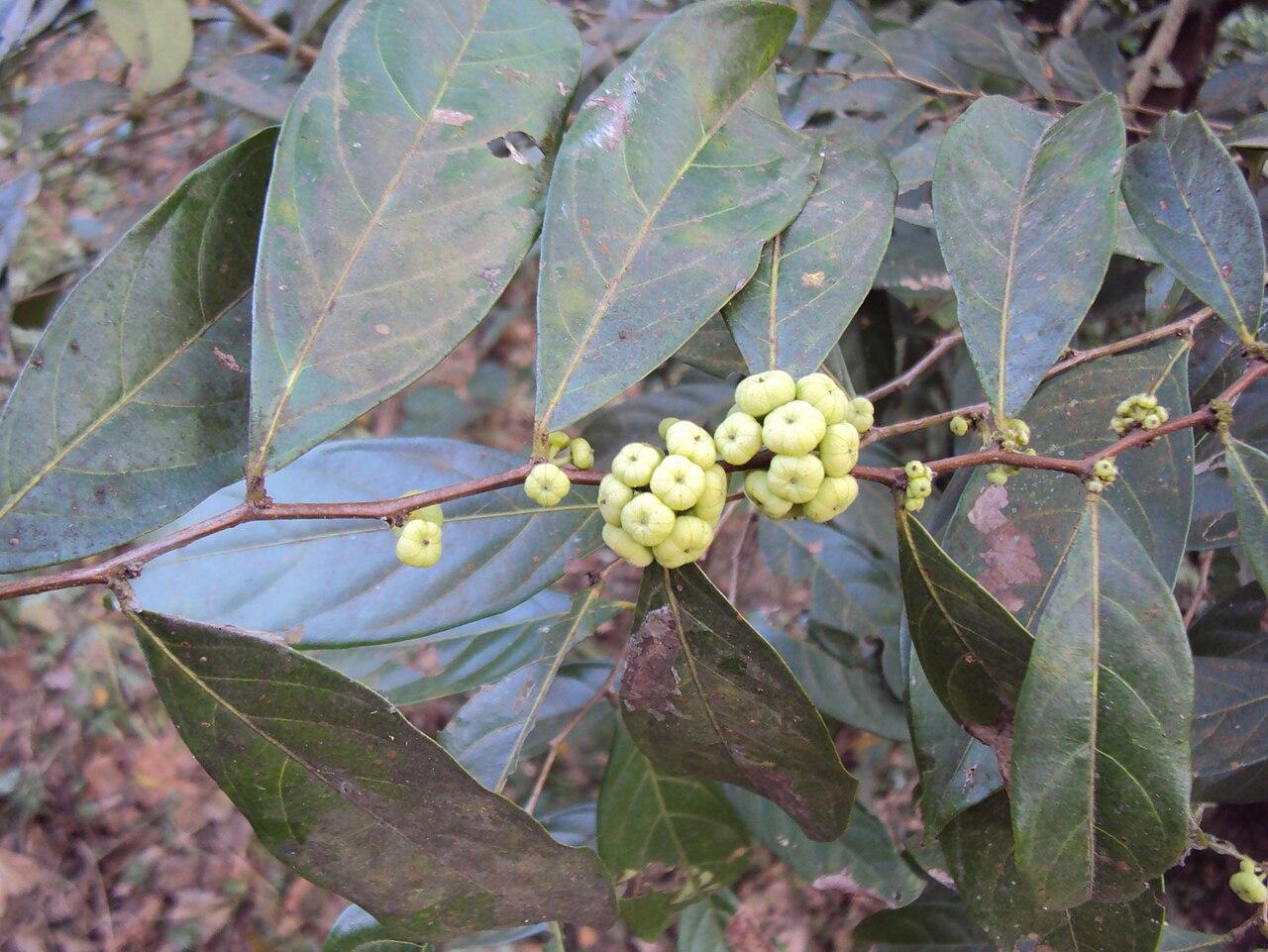 Needlebush: Glochidion puberum