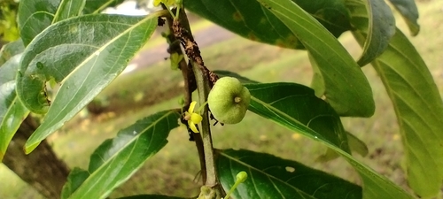 Glochidion ramiflorum (Glochidion ramiflorum)