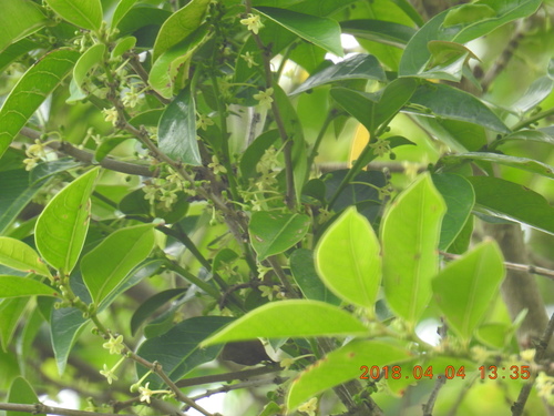 Glochidion rubrum (Glochidion rubrum)