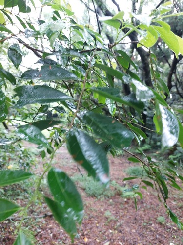 Glochidion rubrum (Glochidion rubrum)