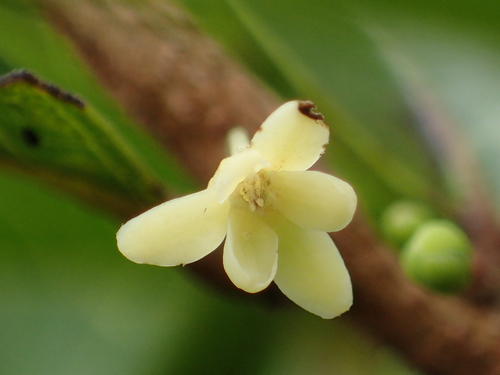 Glochidion rubrum (Glochidion rubrum)