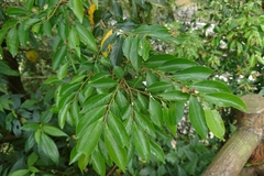Glochidion rubrum (Glochidion rubrum)