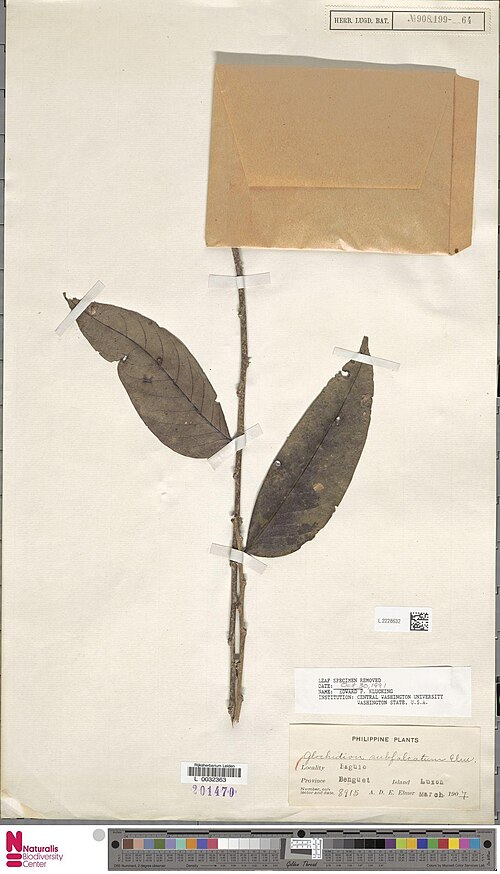 Glochidion subfalcatum: Glochidion subfalcatum Elmer (type of) - Glochidion subfalcatum Elmer