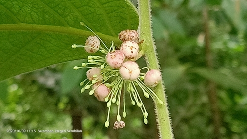 Glochidion superbum (Glochidion superbum)