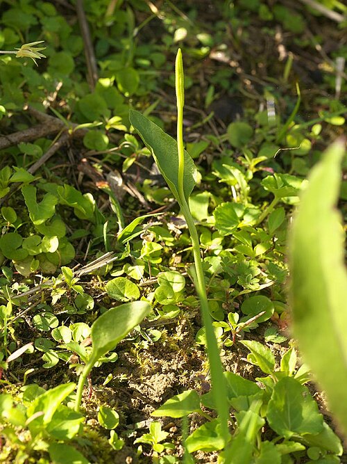 Glochidion triandrum: 2024/02/19 沖縄本島：Okinawa Island, Okinawa Pref. Japan