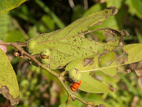 Glochidion triandrum: Glochidion triandrum：ウラジロカンコノキ