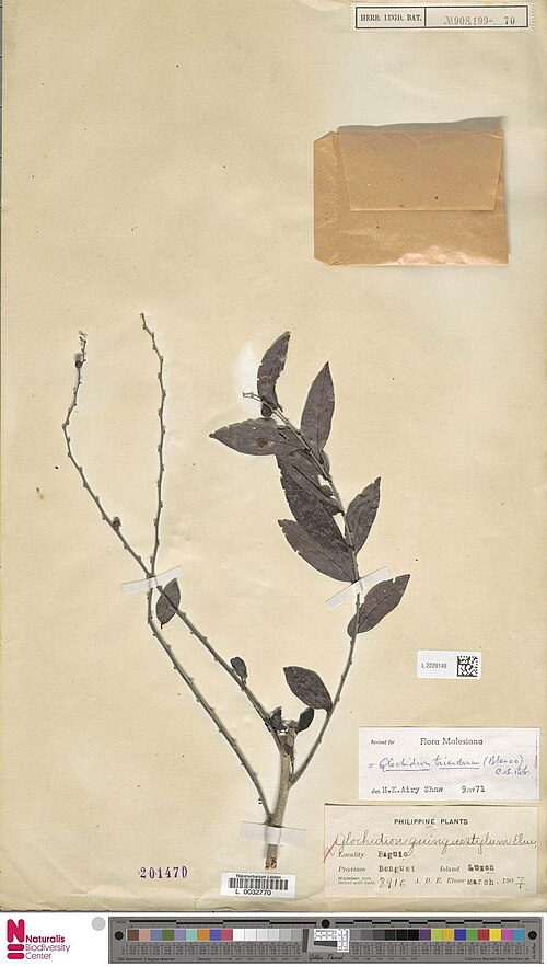 Glochidion triandrum: Glochidion quinquestylum Elmer (type of) - Glochidion triandrum (Blanco) C.B.Rob.