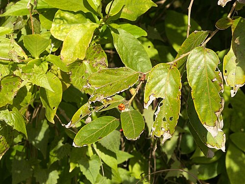 Glochidion triandrum: Glochidion triandrum：ウラジロカンコノキ
