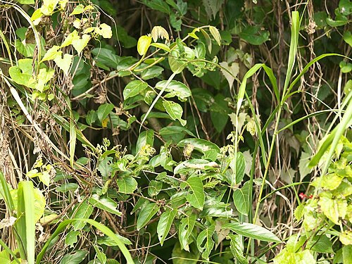 Glochidion triandrum: Glochidion triandrum：ウラジロカンコノキ