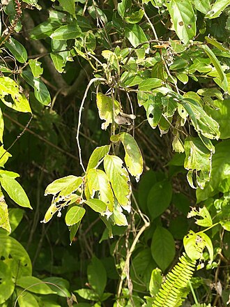 Glochidion triandrum: Glochidion triandrum：ウラジロカンコノキ