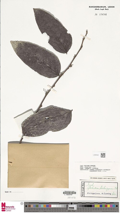 Glochidion trichogynum: Glochidion trichogynum Müll.Arg. (type of) - Glochidion trichogynum Müll.Arg.