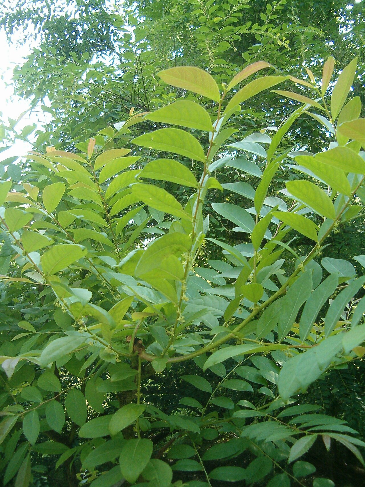 Glochidion wilsonii: At Botanical Gardens Berlin-Dahlem Species Glochidion wilsonii